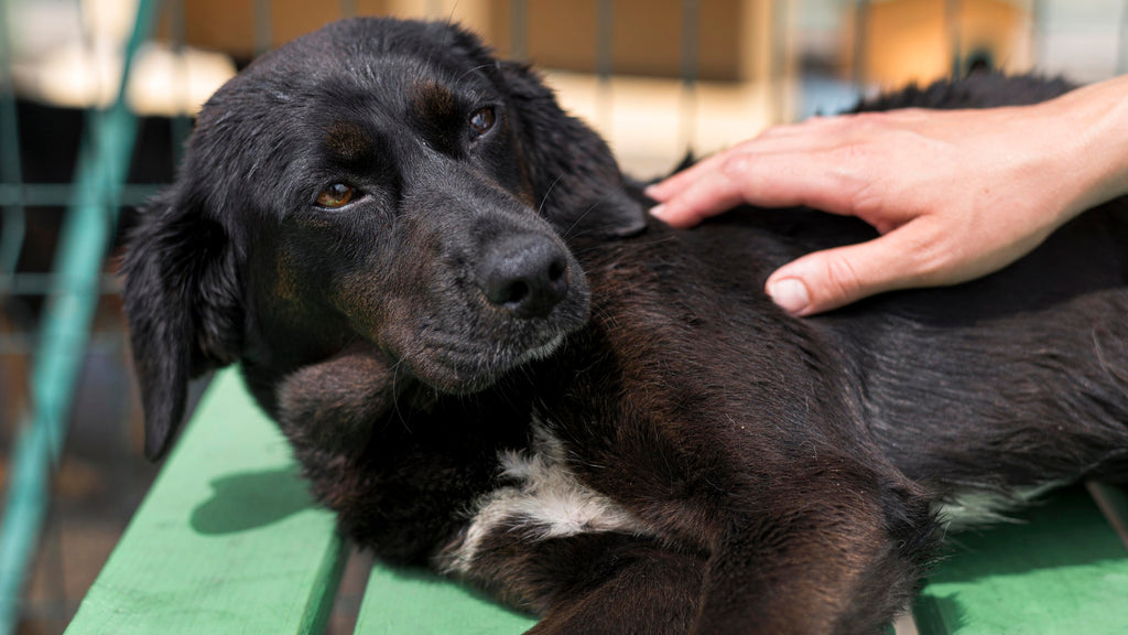 The Ultimate Guide to Treating Seborrheic Dermatitis in Dogs: Expert Tips and Recommendations