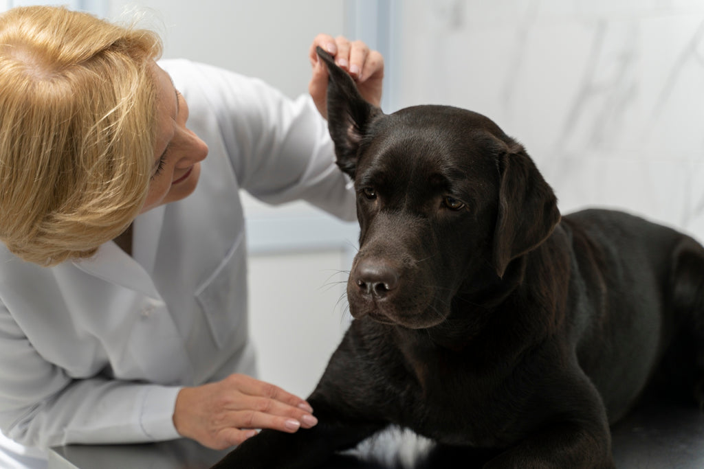 Taking a Closer Look at Dermatitis in Dogs
