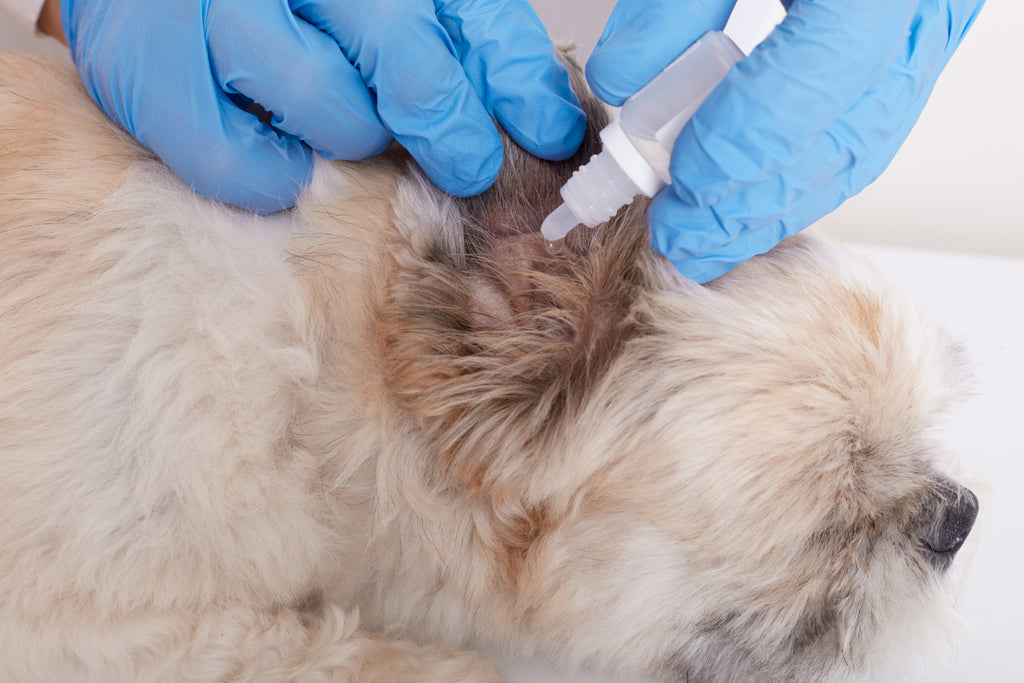 Understanding Seborrheic Dermatitis in Dogs: Causes, Symptoms, and Treatments